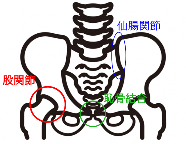 骨盤　股関節　仙腸関節　恥骨結合